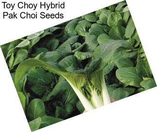 Toy Choy Hybrid Pak Choi Seeds