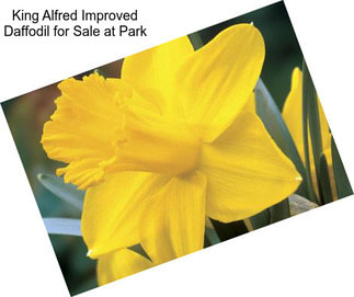 King Alfred Improved Daffodil for Sale at Park