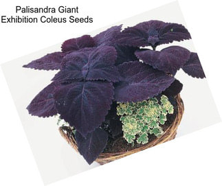 Palisandra Giant Exhibition Coleus Seeds