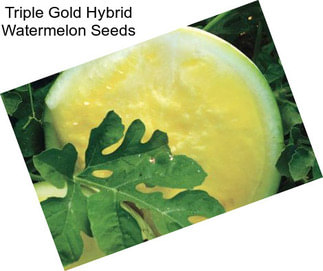 Triple Gold Hybrid Watermelon Seeds