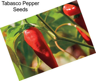Tabasco Pepper Seeds
