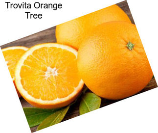 Trovita Orange Tree
