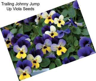 Trailing Johnny Jump Up Viola Seeds