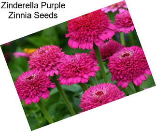Zinderella Purple Zinnia Seeds