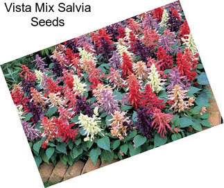 Vista Mix Salvia Seeds