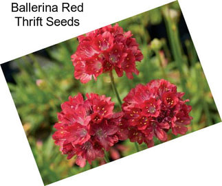 Ballerina Red Thrift Seeds