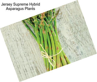 Jersey Supreme Hybrid Asparagus Plants