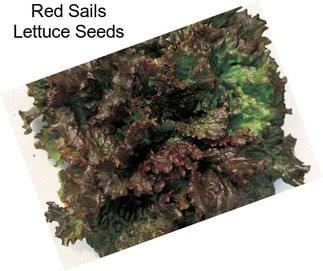 Red Sails Lettuce Seeds