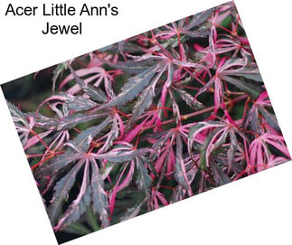 Acer Little Ann\'s Jewel