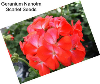 Geranium Nanotm Scarlet Seeds