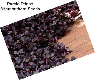 Purple Prince Alternanthera Seeds