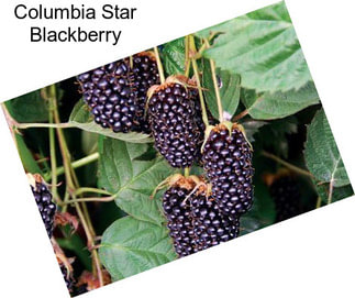 Columbia Star Blackberry
