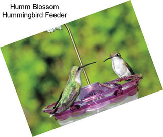 Humm Blossom Hummingbird Feeder