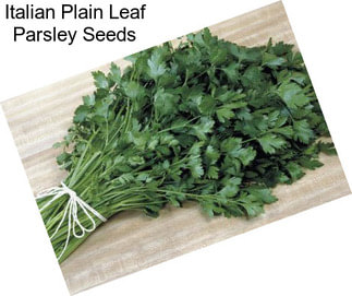 Italian Plain Leaf Parsley Seeds