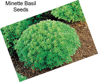 Minette Basil Seeds