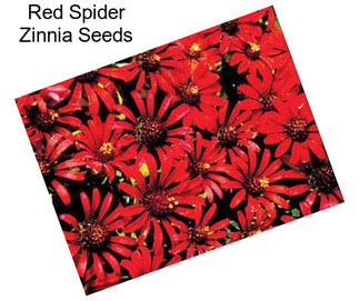 Red Spider Zinnia Seeds