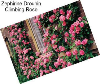 Zephirine Drouhin Climbing Rose