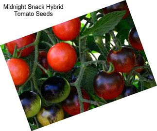 Midnight Snack Hybrid Tomato Seeds