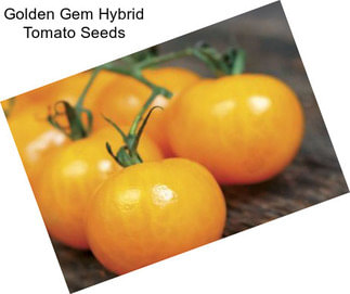 Golden Gem Hybrid Tomato Seeds