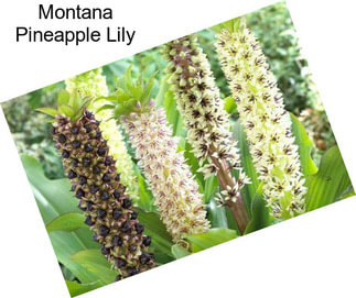 Montana Pineapple Lily