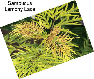 Sambucus Lemony Lace