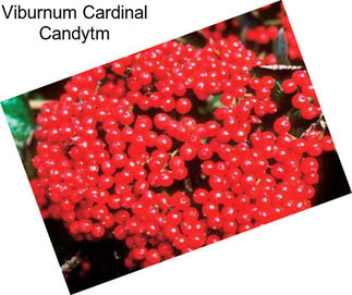 Viburnum Cardinal Candytm