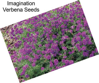 Imagination Verbena Seeds