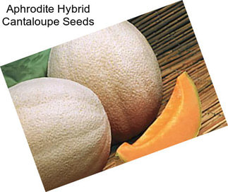 Aphrodite Hybrid Cantaloupe Seeds