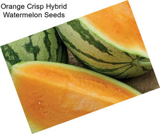Orange Crisp Hybrid Watermelon Seeds