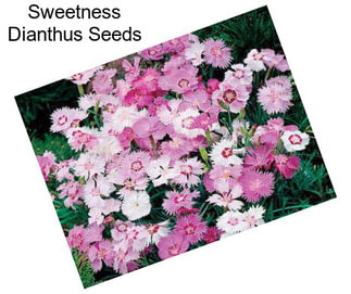 Sweetness Dianthus Seeds