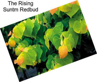 The Rising Suntm Redbud