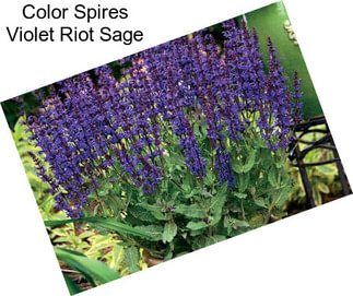 Color Spires Violet Riot Sage