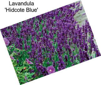 Lavandula \'Hidcote Blue\'