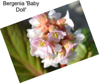 Bergenia \'Baby Doll\'