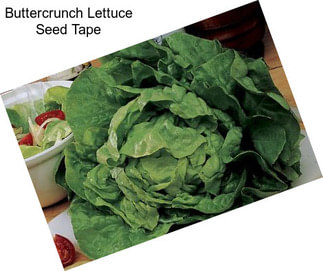 Buttercrunch Lettuce Seed Tape