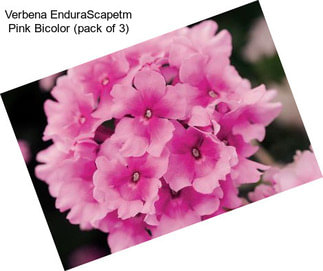 Verbena EnduraScapetm Pink Bicolor (pack of 3)