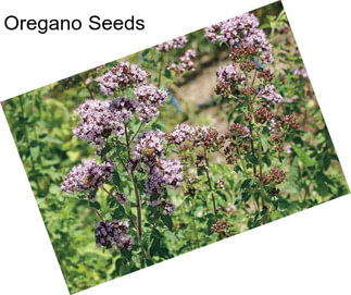 Oregano Seeds