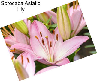 Sorocaba Asiatic Lily
