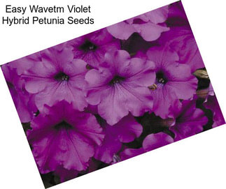 Easy Wavetm Violet Hybrid Petunia Seeds