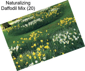 Naturalizing Daffodil Mix (20)