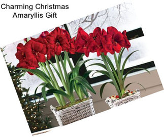 Charming Christmas Amaryllis Gift