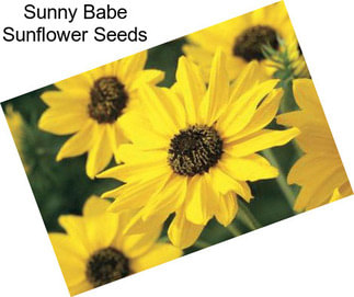 Sunny Babe Sunflower Seeds