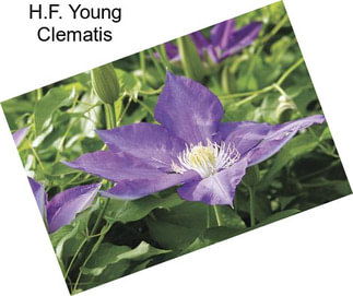 H.F. Young Clematis