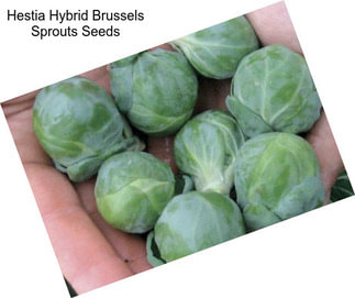 Hestia Hybrid Brussels Sprouts Seeds