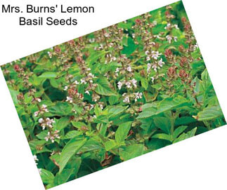 Mrs. Burns\' Lemon Basil Seeds
