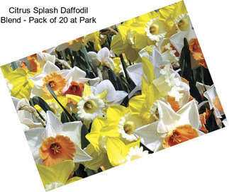 Citrus Splash Daffodil Blend - Pack of 20 at Park