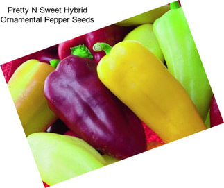 Pretty N Sweet Hybrid Ornamental Pepper Seeds