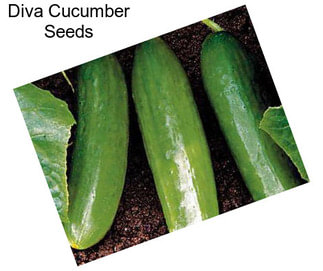 Diva Cucumber Seeds