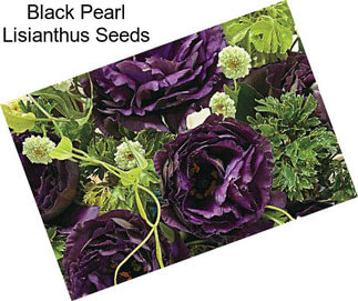 Black Pearl Lisianthus Seeds