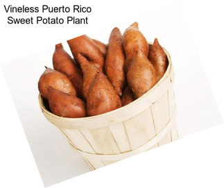 Vineless Puerto Rico Sweet Potato Plant